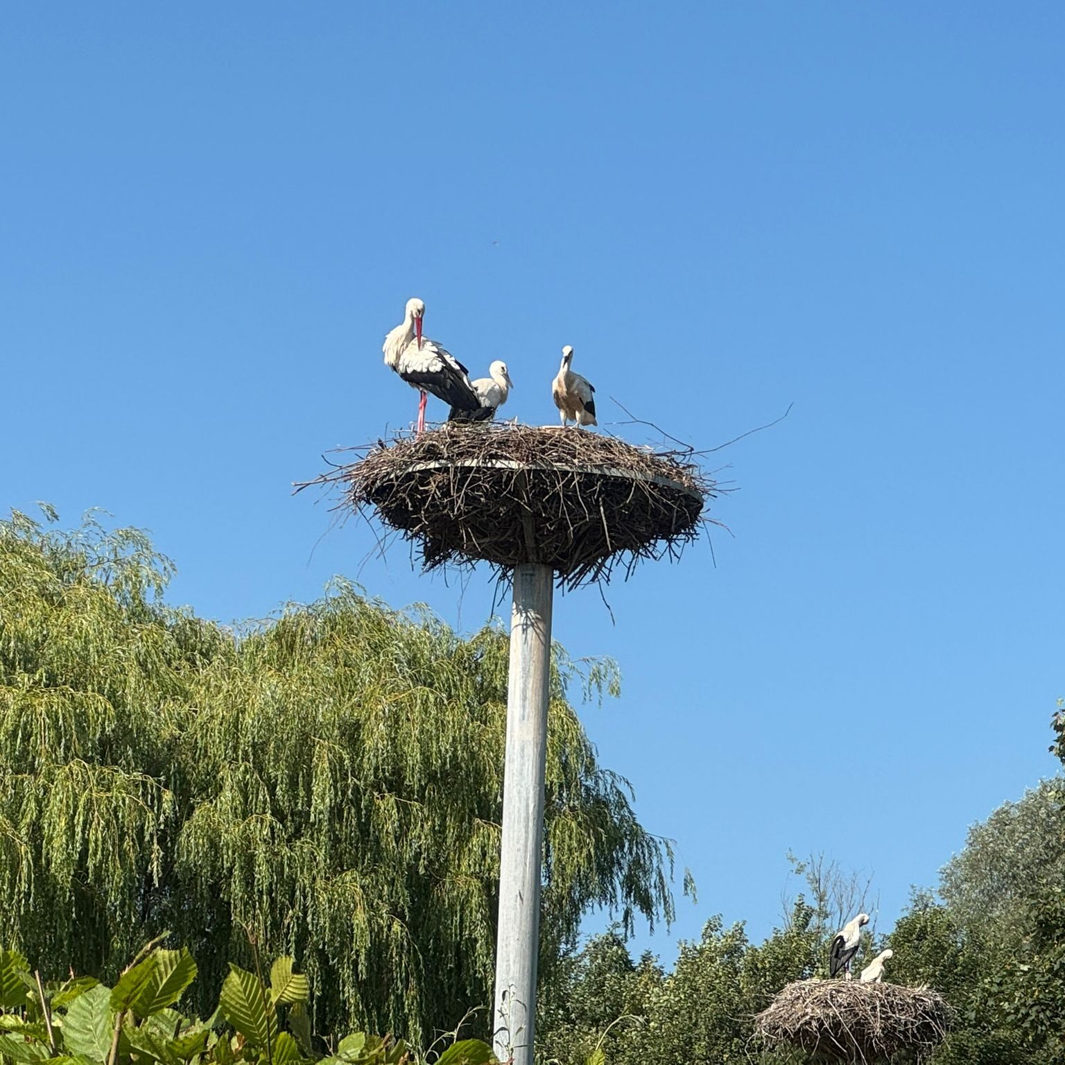 Storchennest