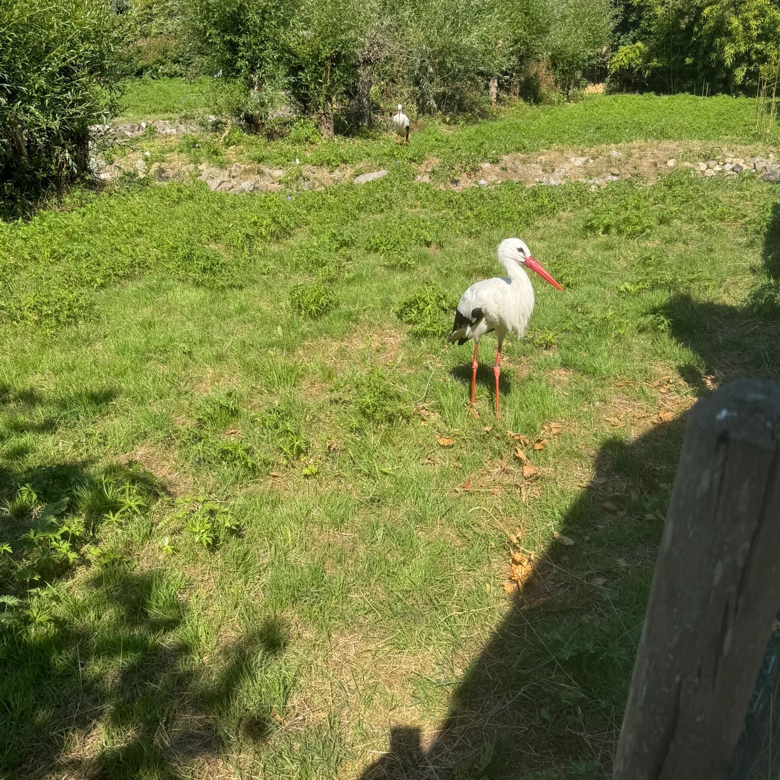 Storch